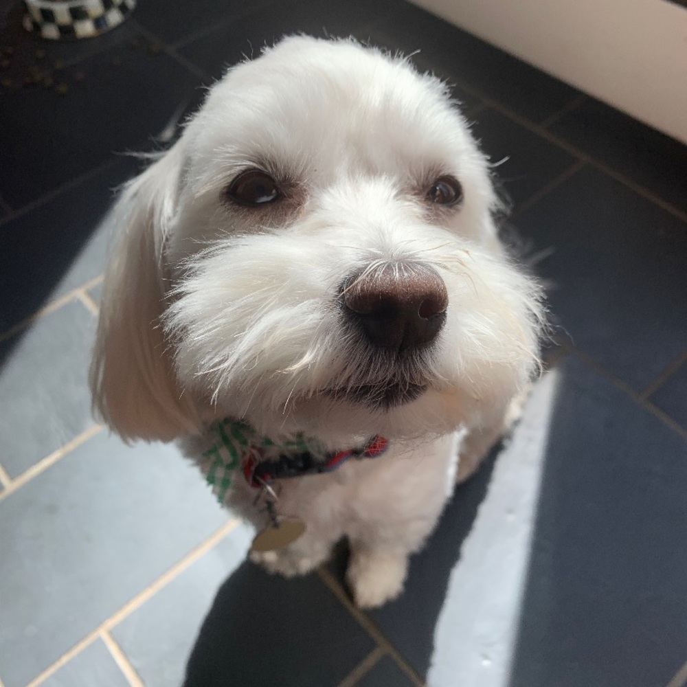 Meet your Posher, Amelia